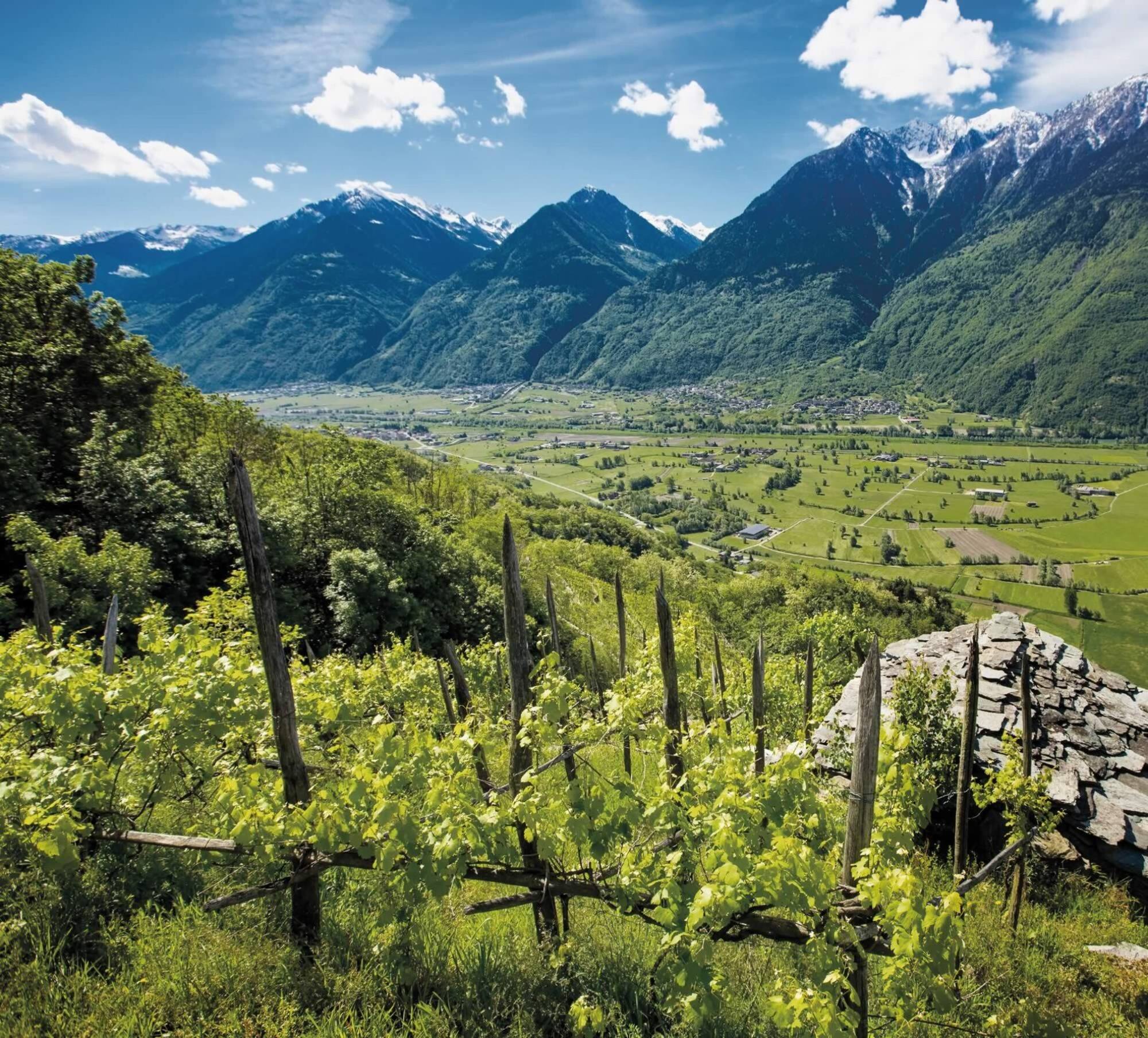 From raw materials to the table: Mottolini's transparent supply chain